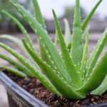 Aloe vera