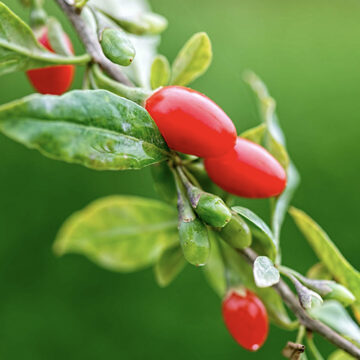Goji Berries