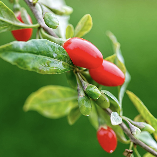 Goji Berries