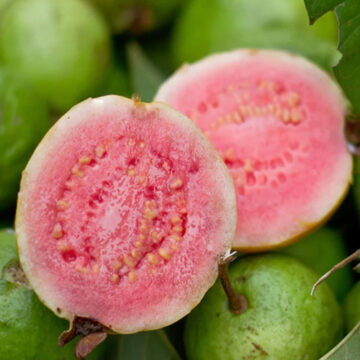 w_103 Pink guava